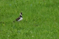 Dsc_0010gxchg (12)
